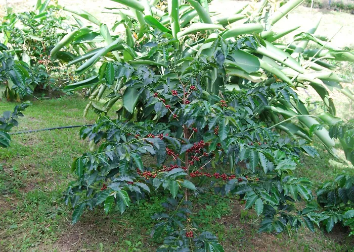 Finca Cafetera Las Mercedes