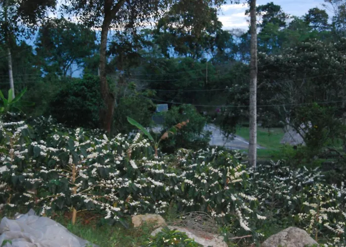Finca Cafetera Las Mercedes